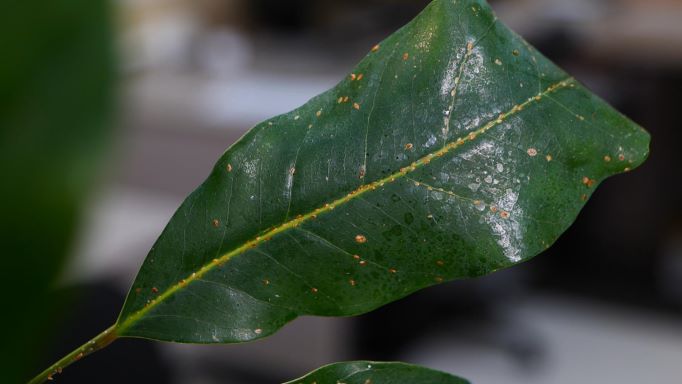 Get It Growing: How to protect indoor plants from insects and disease